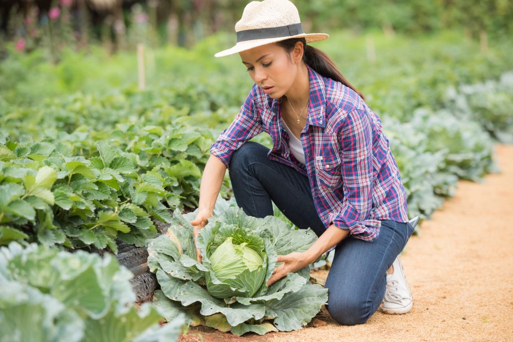 Mulher agachada no chão colhendo um vegetal em uma área de plantio. Ela usa blusa xadrez, calça jeans e um chapéu de palha.