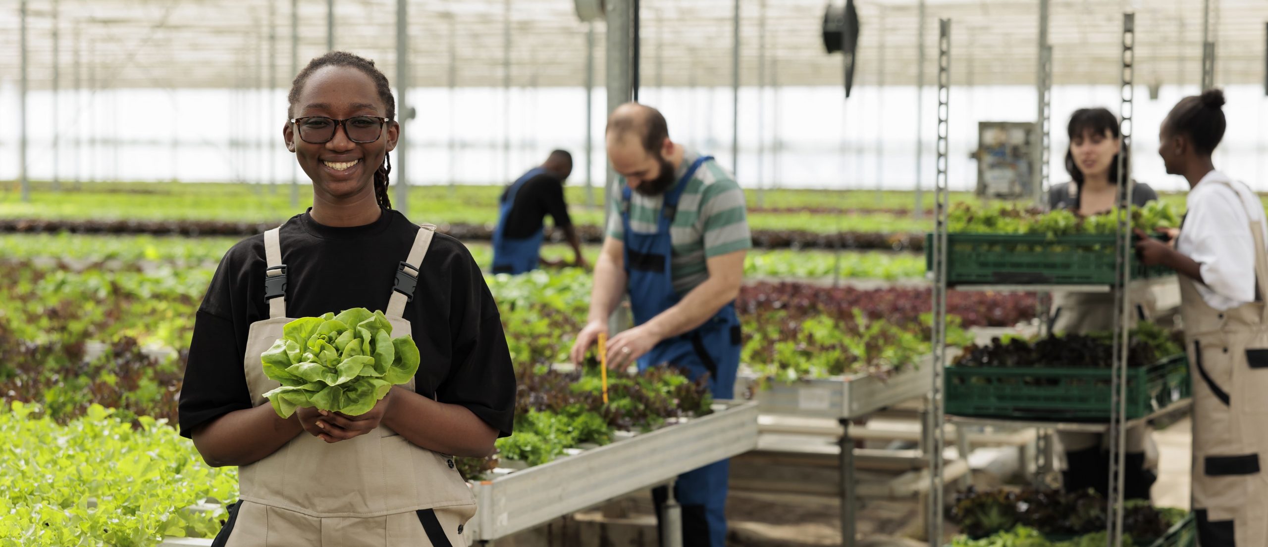 Jovem trabalhadora afro-americana segurando alface verde fresca cultivada em ambiente hidropônico controlado para entrega ilustrando a rastreabilidade no agro.